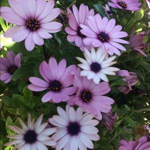 Meet your Posher, Rose